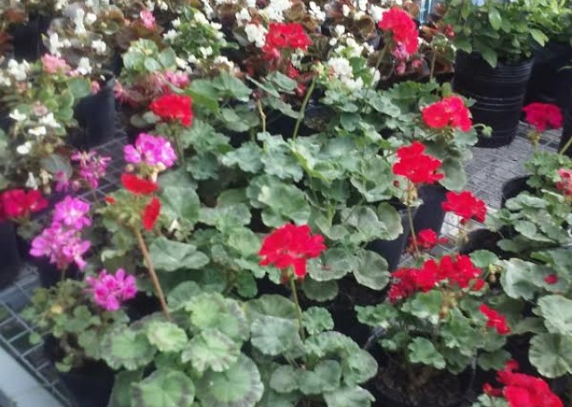 Vivero Montes